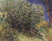 Vincent Van Gogh, The Bush